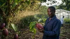 A West African cacao farmer inspecting fruit as pollen moves through an orchard beside gene-editing crop research